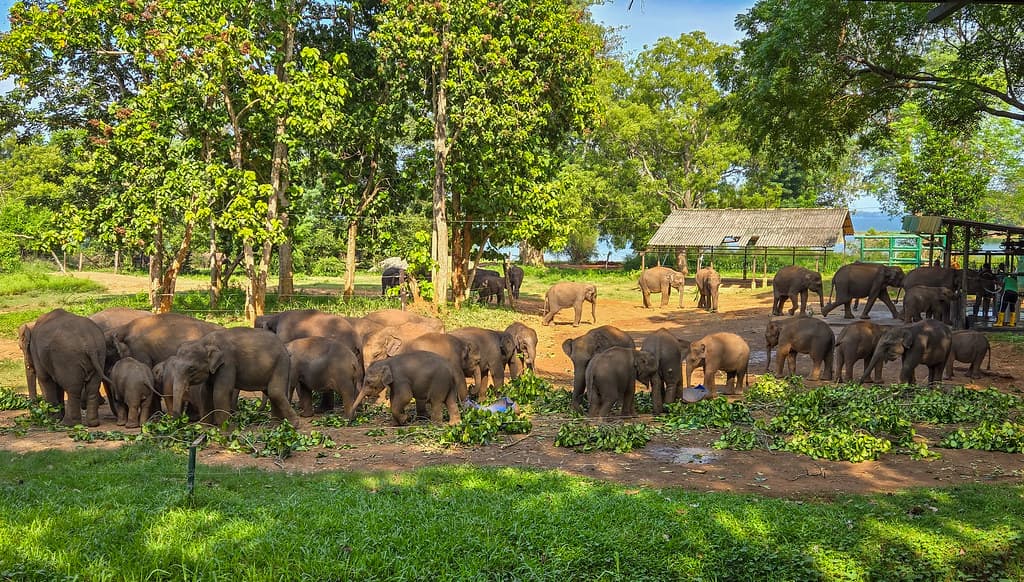 Sri Lankan leopard on a tree branch